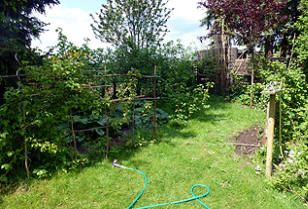 Die Beerenecke: Himbeeren, Johannisbeeren, Heidelbeeren, Jostabeeren, Rhabarber, Topinambur