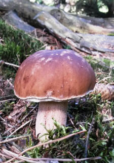 Steinpilz